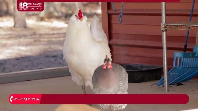 آموزش پرورش مرغ محلی - مقدار غذای لازم مرغ ها