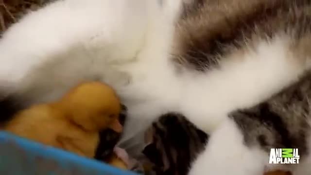 دانلود ویدیو ای از نگهداری از جوجه اردک توسط گربه ماده