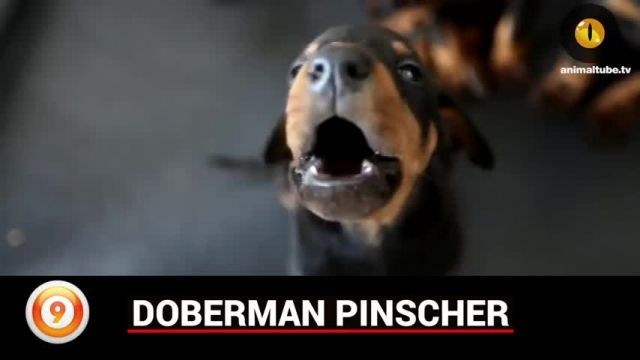 خشن ترین پارس کردن سگ ها- 10 نژادی که بیشترین صدای پارس کردن را دارند