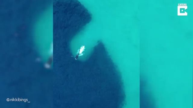 دانلود ویدیو ای از تصاویر هوایی از تلاش ناکام یک فک برای ماهیگیری