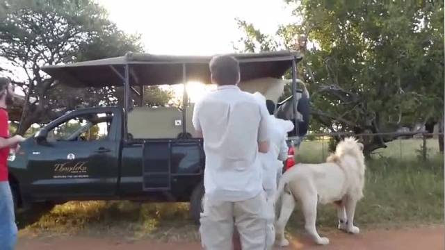 دانلود ویدیو ای از وارد شدن شیر نر به داخل ماشین سافاری