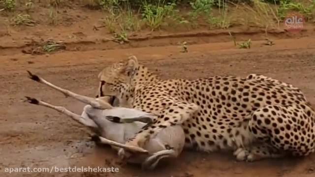 خرد کردن گردن بز توسط یوزپلنگ 