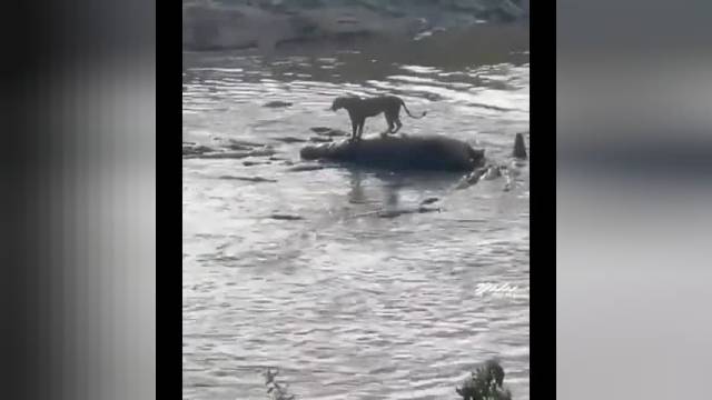محاصره شدن شیر بین 20 تمساح در وسط رودخانه | مستند حیات وحش 