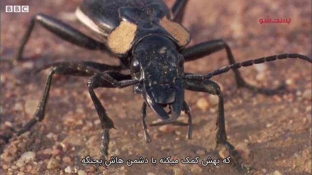 سلاطین سلاح شیمیایی در طبیعت-با سوسک بمب افکن آشنا شوید!!!!!