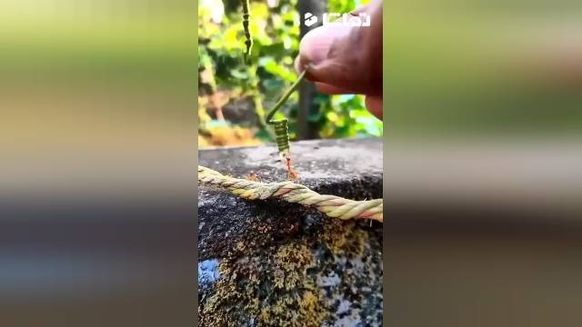 غذا دادن به مورچه