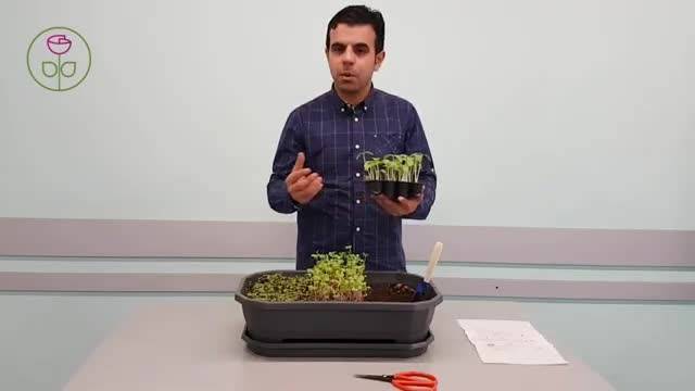آموزش کاشت سبزیجات و صیفیجات قسمت دوم