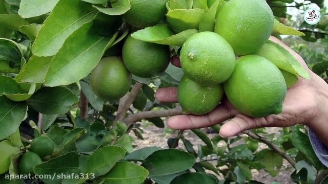 خواص جادویی لیمو عمانی برای درمان مشکلات روده