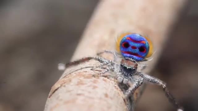 دانلود ویدیو ای از حرکات موزون و بامزه عنکبوت طاووسی