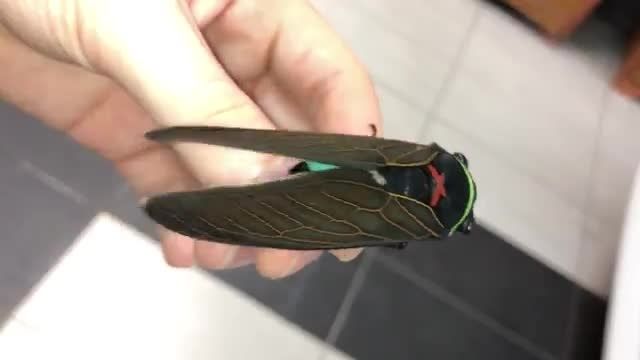 دانلود ویدیو ای از سیکادا حشراتی که 17 سال به صورت لارو زیر زمین زندگی میکنند