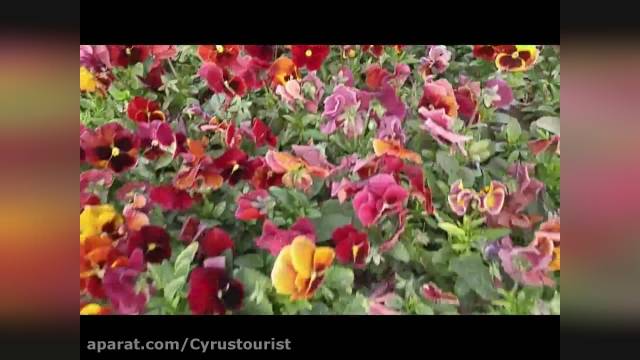 کلیپ دیدنی از گل های بهاری طبیعت ایران !