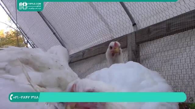  آموزش پرورش مرغ بومی + ضد عفونی تخم های نطفه دار