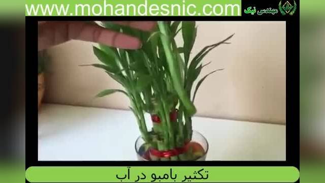 آموزش ترفند تکثیر گل بامبو در آب