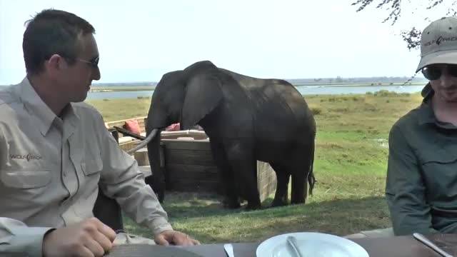 دانلود ویدیو ای از حمله فیل به میز توریست ها در زیمبابوه