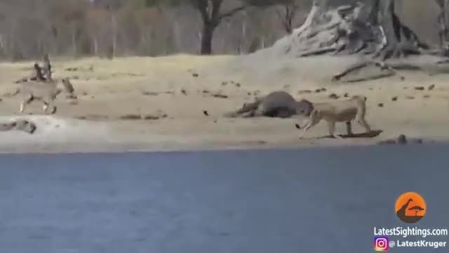 کلیپ تلاش کردن بچه فیل برای مبارزه با شیر !