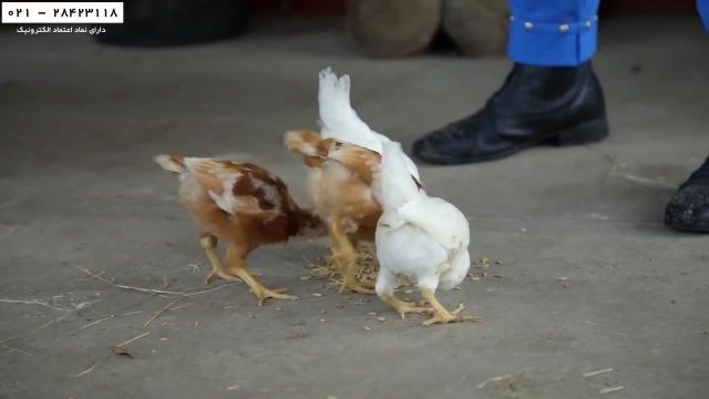 آموزش پرورش مرغ محلی-بسته آموزش مرغداری -زمان مناسب برای بیرون بردن جوجه ها