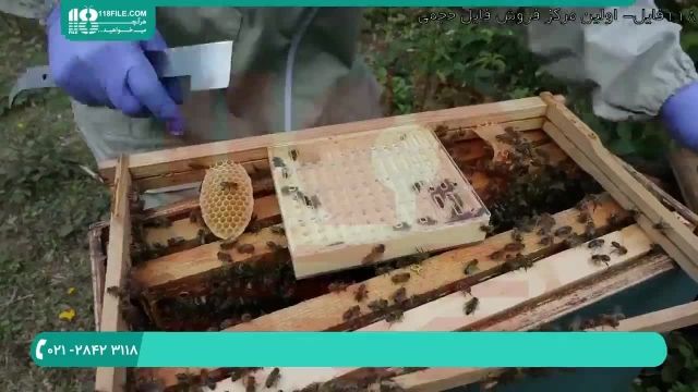 آموزش زنبورداری | آموزش پرورش زنبور عسل ( دوازده نکته برای پرورش ملکه )