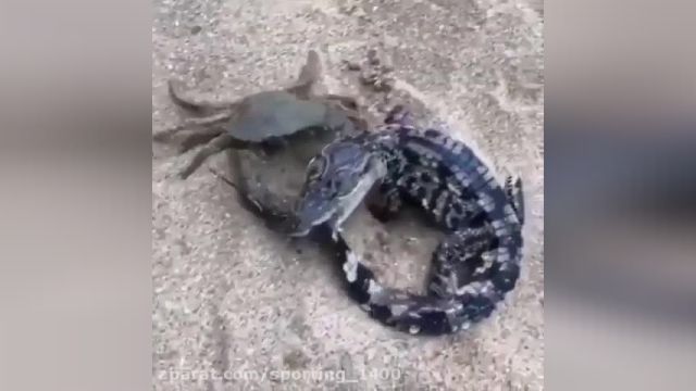 نبرد بین بچه کروکدیل با خرچنگ