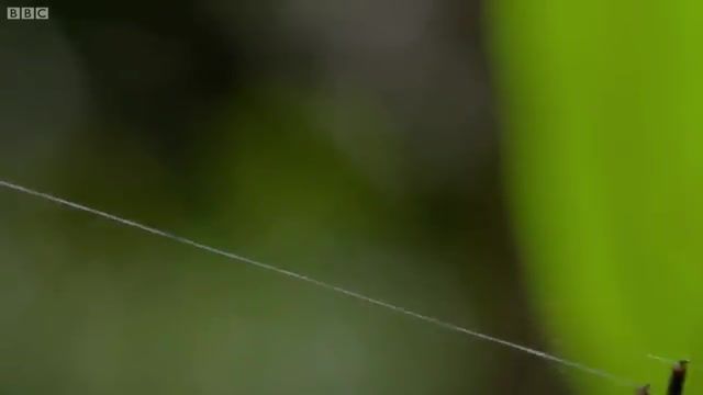 دانلود ویدیو ای از تنیدن تار 25 متری برای شکار توسط عنکبوت داروین