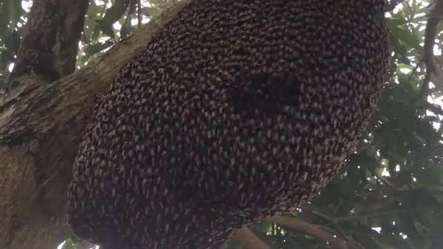 دانلود ویدیو ای از روش جالب هشدار زنبورها به مهاجمین