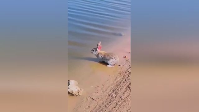 کلیپ جالبی از شنا کردن یک خرگوش | ویدیو 