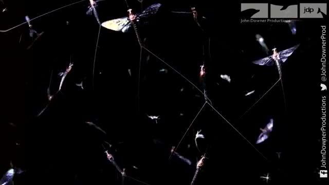 دانلود ویدیو ای از هجوم آوردن سالانه گونه ای از پشه های تالابی به شهری در آمریکا