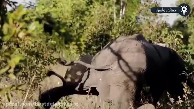 آشنایی با 7 حیوانی که به راحتی میتوانند فیل را از پا در بیاورند