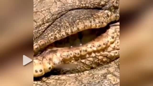 فیلم نزدیکترین نما از چشم تمساح | بهترین کلیپ های حیات وحش 