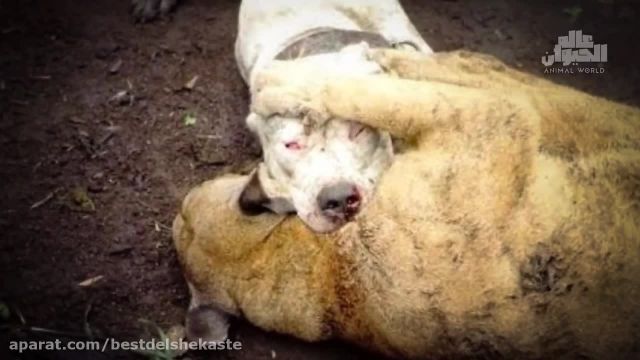 خشمگین شدن سگ آرژانتینی