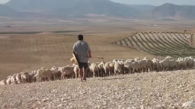 پرورش و نگهداری گوسفند