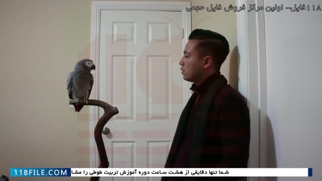 فیلم آموزش تربیت طوطی-اهلی کردن طوطی-نگهداری از طوطی-حرف زدن طوطی