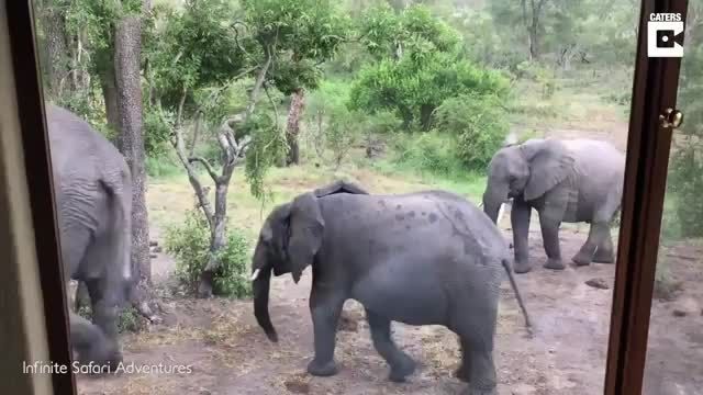 دانلود ویدیو ای از آب خوردن گله فیل از استخر منزل مسکونی