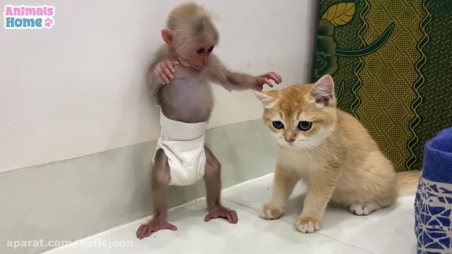 کلیپ هیجان انگیز بازی کردن میمون و بچه گربه با اسباب بازی