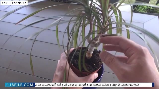 آموزش پرورش گل و گیاه در خانه-پیوند زدن گیاهان -(پرورش بونسای برگ نیزه ای)