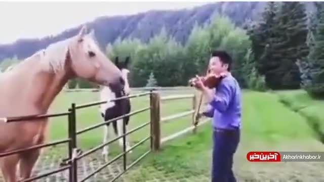 تکنوازی ویولن دیدنی برای اسب ها  و دیدن واکنششان به موسیقی 