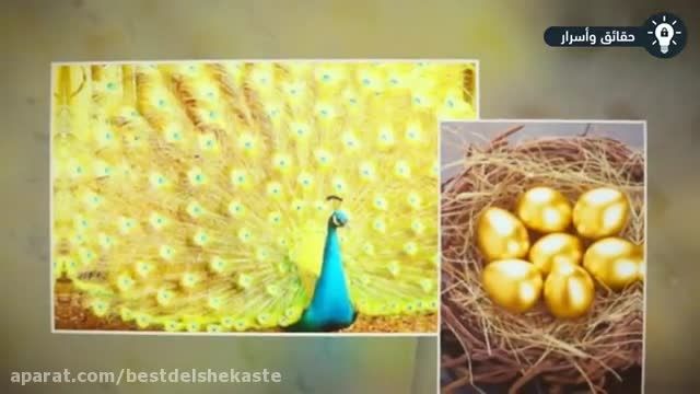 نمونه هایی از زیبا ترین طاووس های جهان در سال 2021