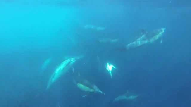 کلیپ جالب از کوسه ، دلفین ، نهنگ و پنگوئن باهم در اعماق اقیانوس ها !