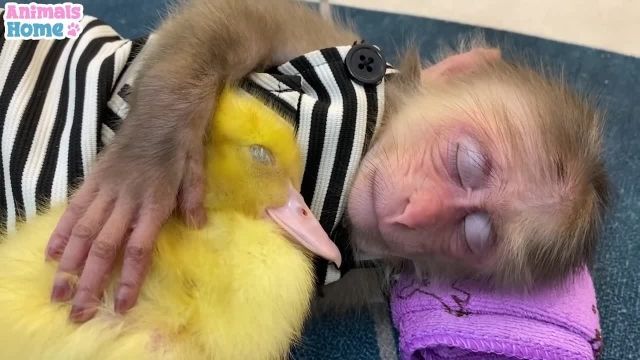 دوستی میمون و اردک