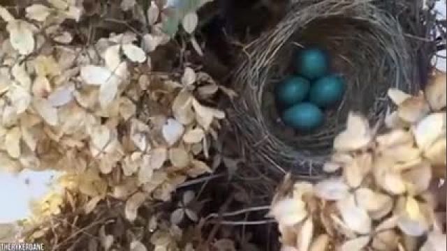 15 تخم پرنده منحصر به فرد در جهان !