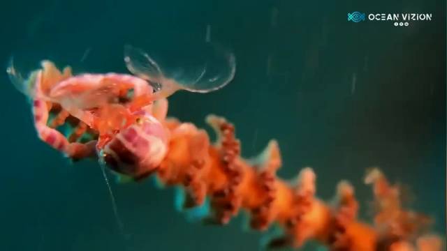 دانلود ویدیو ای از روش غذا خوردن خرچنگ هیگز پورسلین