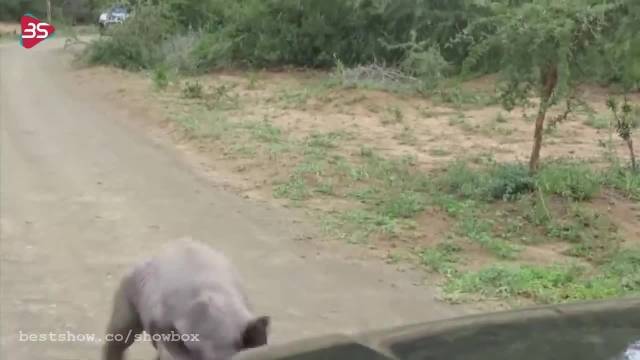 ویدیویی از حمله حیوانات وحشی به ماشین و موتور ...!!! (هشدار:کمی آزار دهنده است!)