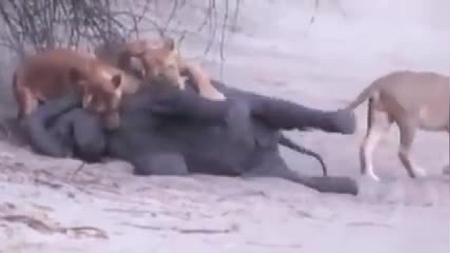 فیل و کرگدن قبل از شیر - حمله به شیر جان باختند