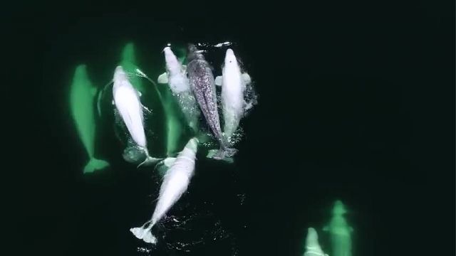 دانلود ویدیو ای از همراهی یک ناروال با یک گروه نهنگ سفید به مدت 3 سال