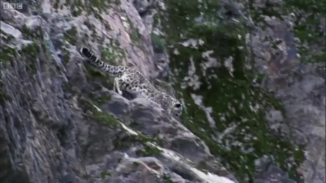 دانلود ویدیو ای از شکار کردن پلنگ کوهستانی