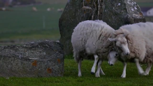 پرورش گوسفند
