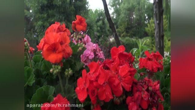 کلیپ بارش باران روی گل برای وضعیت واتساپ شما | جدید 