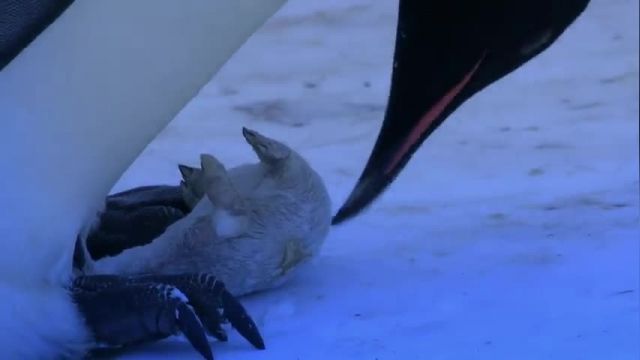 دانلود ویدیو ای از لحظه احساسی عکس العمل پنگوئن ماده به مرگ فرزندش