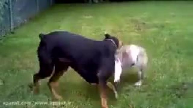 جنگ سگ ها