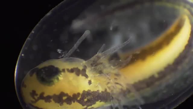 دانلود ویدیو ای از تکامل سمندر دریایی از یک سلول