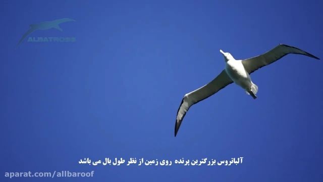  پرنده آلباتروس albatross | شرح ، ویژگی ها ، سبک زندگی و زیستگاه آلباتروس