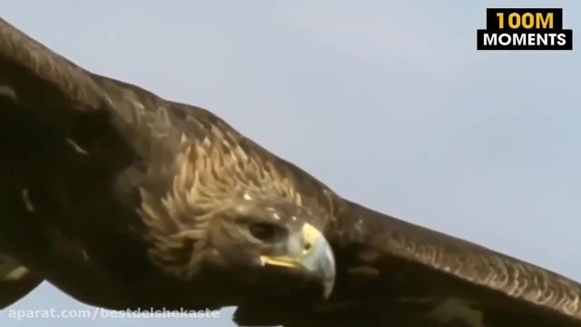 جنگ حیرت انگیز بچه کروکودیل با عقاب 